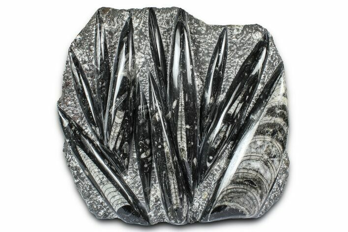 Polished Fossil Orthoceras (Cephalopod) Plate - Morocco #372640